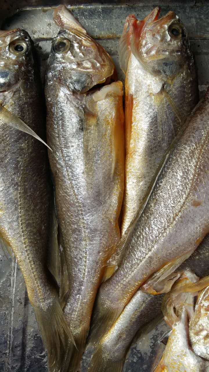 黃花魚(yú)
